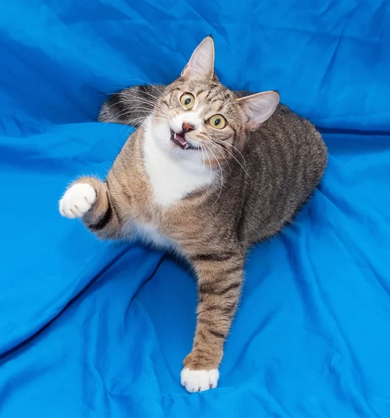 Tabby cat with yellow eyes opens his mouth, as if laughing — Stock Photo, Image