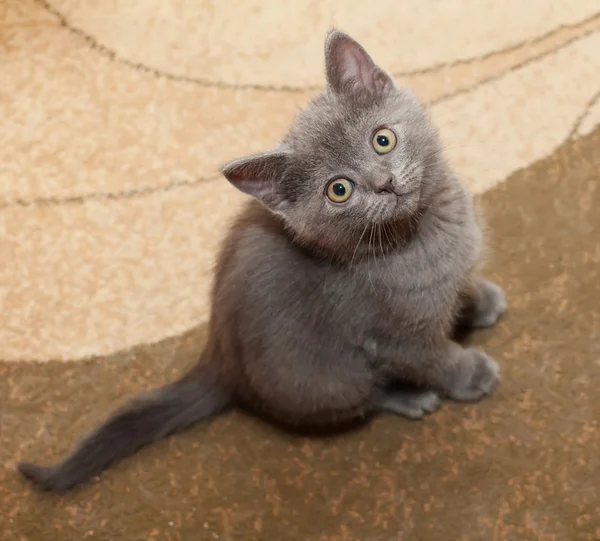 Schottisches gerade graues Kätzchen mit gelben Augen — Stockfoto