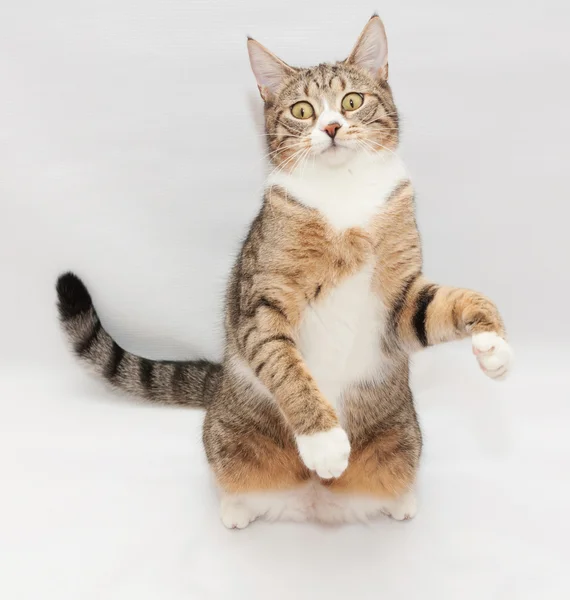 Tabby cat with yellow eyes sitting on its rear legs, looks danci Стоковое Изображение