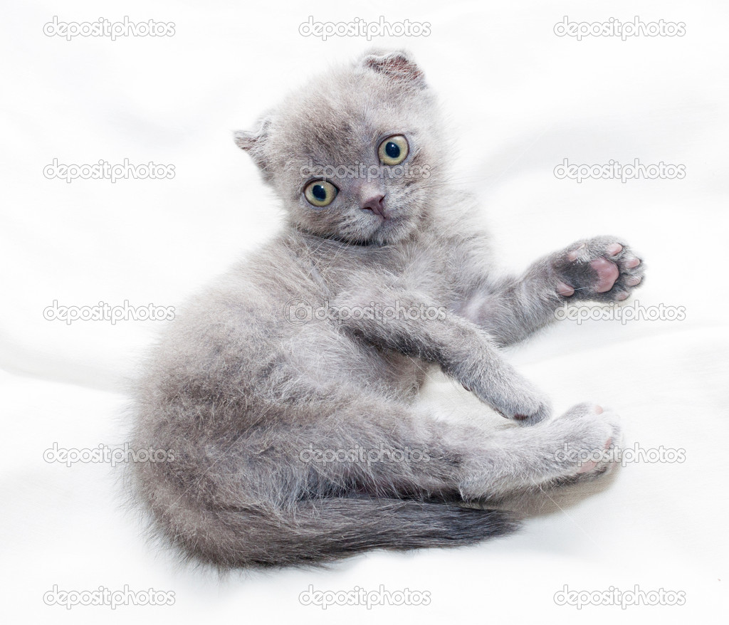 Scottish Fold Chaton Gris Avec Les Yeux Verts Couche Image Libre De Droit Par Darzyhanna C