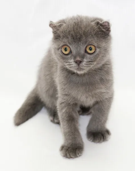 Liten blå kattunge scottish fold värt tittar bort — Stockfoto