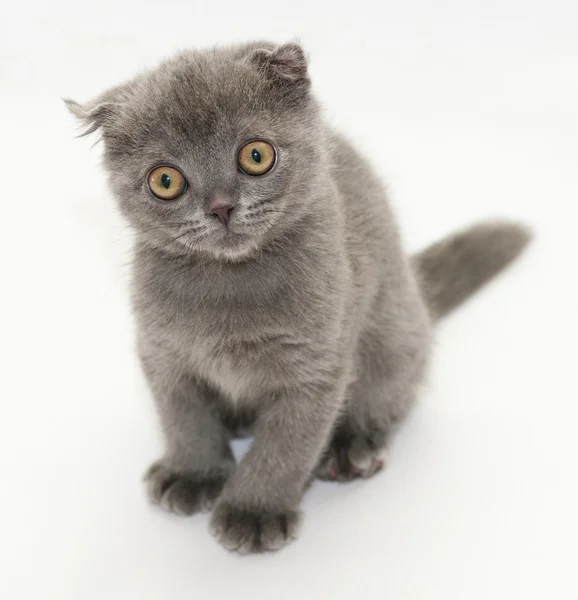 Маленький синий котенок Скоттиш Фолд сидит и смотрит в сторону — стоковое фото