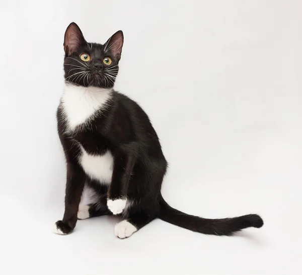 Black and white cat sitting, looking up — Stock Photo, Image