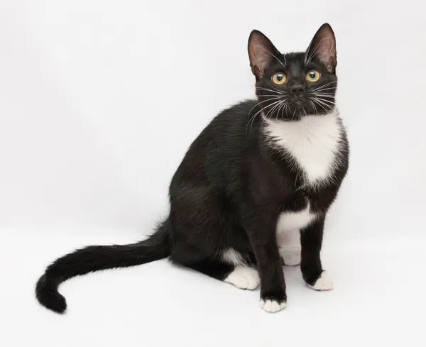 Schwarz-weiße Katze sitzt und schaut ängstlich — Stockfoto