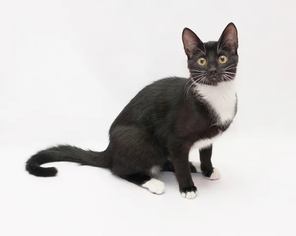 Black and white cat sitting, looking anxiously — Stock Photo, Image