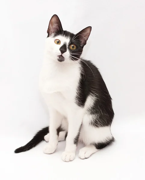Schwarz-weiße Katze sitzt und neigt traurig den Kopf — Stockfoto