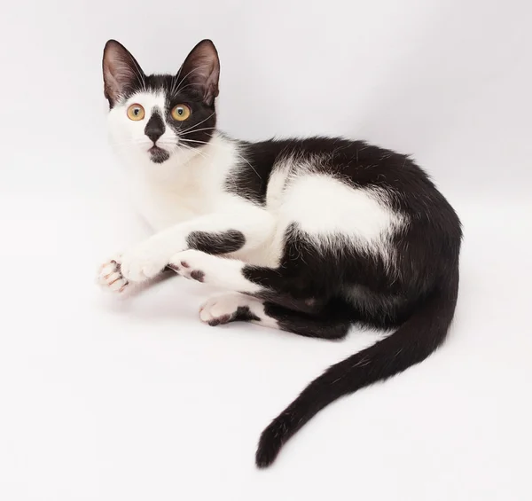 Černá a bílá kočka spočívá sepjaté tlapky — Stock fotografie