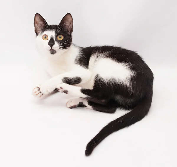 Black and white cat rests clasped paws — Stock Photo, Image