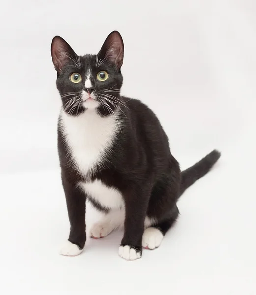Gato blanco y negro con ojos verdes se sienta y mira fijamente en el dis —  Fotos de Stock