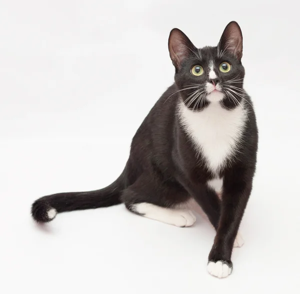 Black and white cat with green eyes hard crosses and looks into — Stock Photo, Image