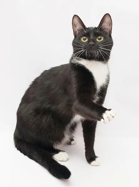 Pied de chat noir et blanc balançoires effrayées — Photo