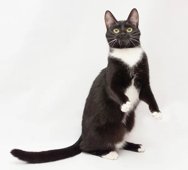 Gato blanco y negro está de pie en sus patas traseras — Foto de Stock