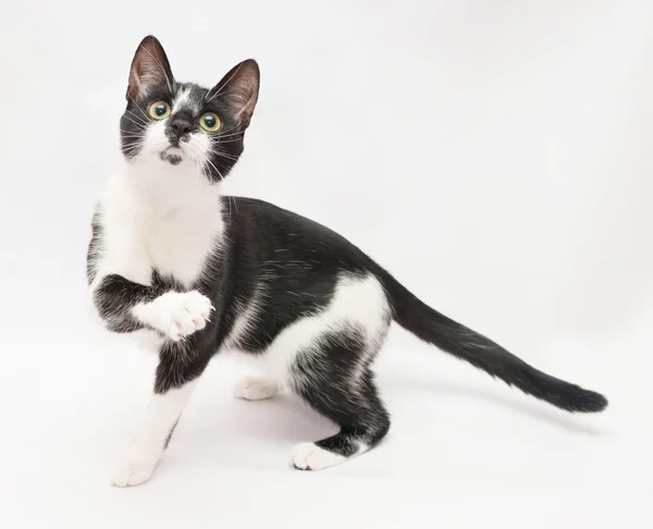 Black and white cat paw frightened flaps — Stock Photo, Image