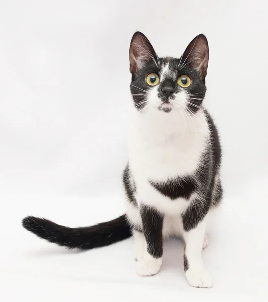 Black and white cat sitting and looking into the distance — Stock Photo, Image