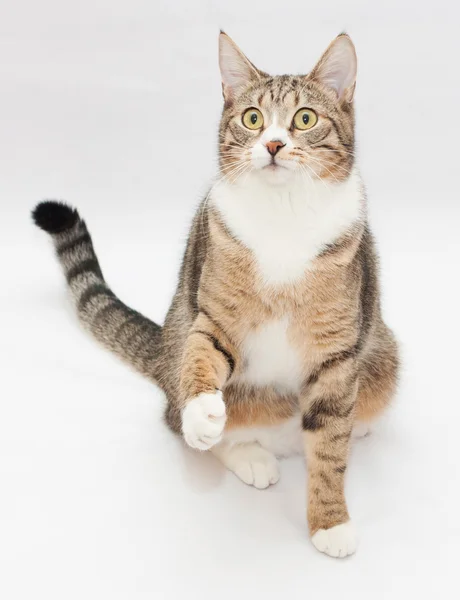 Striped cat sitting, stretching his paw — Stock Photo, Image