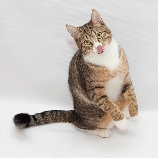 Gato a rayas sentado, estirando la pierna y sacando la lengua —  Fotos de Stock