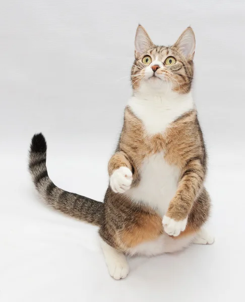 Striped cat sitting, stretching his paw — Stock Photo, Image