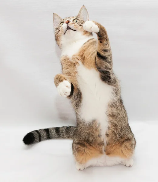 Gatto a strisce che gioca, in piedi sulle zampe posteriori — Foto Stock