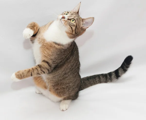 Striped cat standing on hind legs — Stock Photo, Image