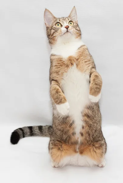 Gestreepte kat, zittend op zijn achterpoten — Stockfoto