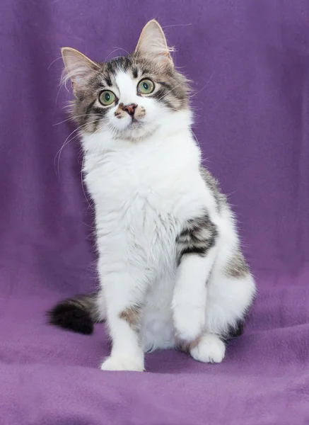 Blanco y gris manchado gatito sentado —  Fotos de Stock
