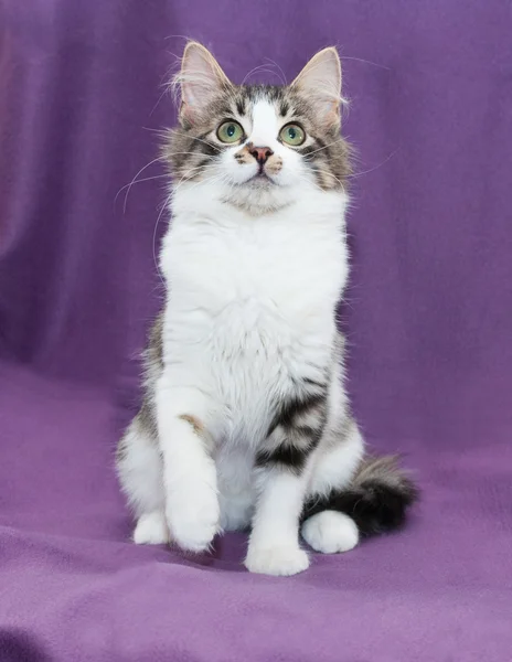 Branco e cinza manchado gatinho sentado olhando para cima — Fotografia de Stock