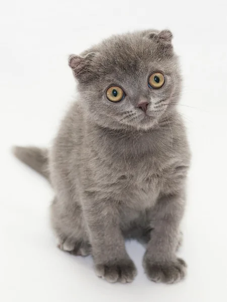 Pequeno gatinho azul Scottish Fold sentado abriu os olhos em surpr — Fotografia de Stock