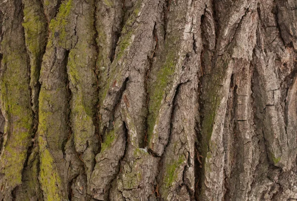 Texture del tronco di un vecchio albero coperto — Foto Stock