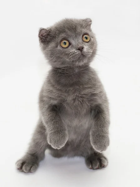 Pequeño gatito azul escocés Doble de pie en las patas traseras — Foto de Stock