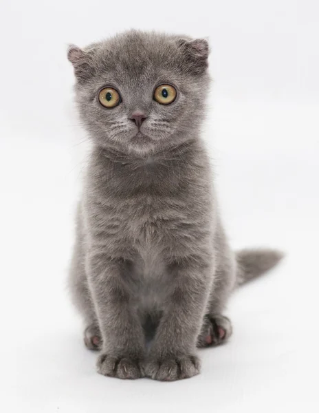 Liten blå kattunge scottish fold sitter rätt, titta in dis — Stockfoto