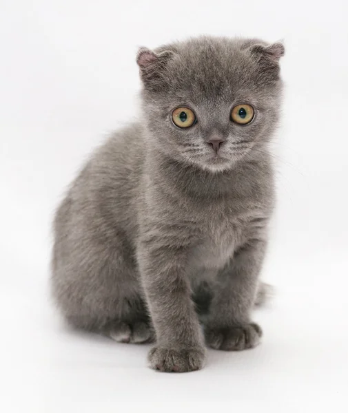 Маленький синий котенок Шотландский фолд сидит мечтательно глядя в — стоковое фото