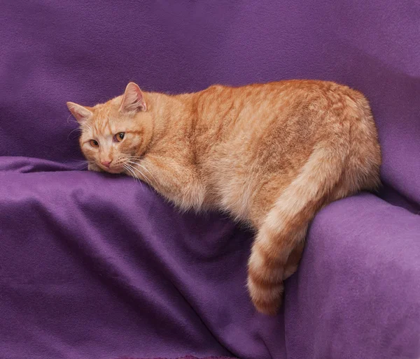 Chat pelucheux rouge couché, omettant une patte arrière — Photo