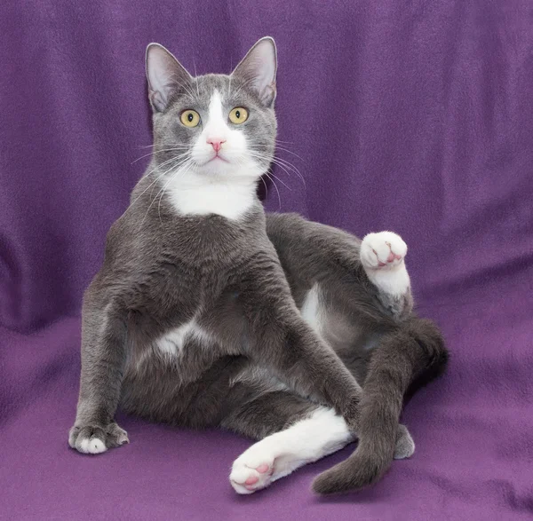 Gatto grigio con macchie bianche seduto, guardando in lontananza — Foto Stock