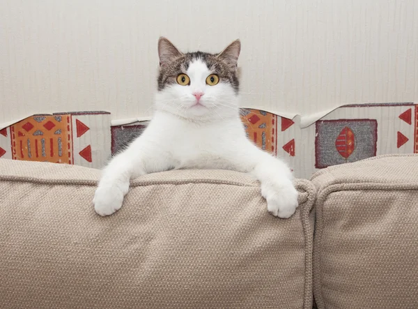 Білий кіт з сірими плямами сидить з подивом шукаючи подушки — стокове фото