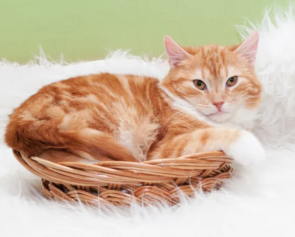 Small red kitten with yellow eyes lying in wicker basket — Stock Photo, Image