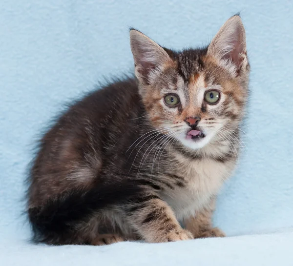 Tricolor beautiful kitten licked sitting — Stock Photo, Image