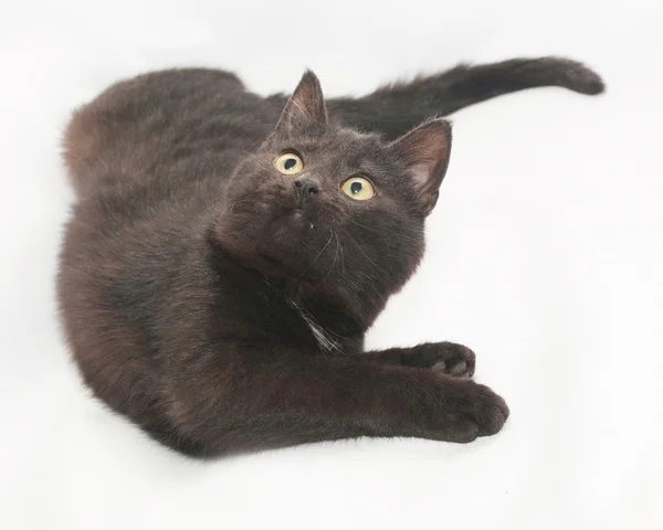 Czarny kot z żółte oczy leżącego, gięte — Zdjęcie stockowe