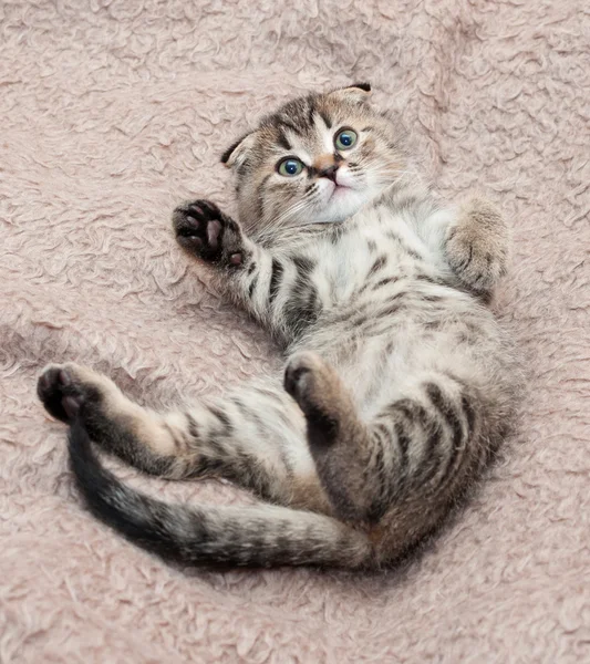 Small tabby kitten Scottish Fold fell back, front paw raised — Stock Photo, Image
