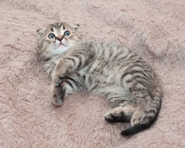 Piccolo gattino tabby Scozzese Piegare è spaventosamente guardando in alto — Foto Stock