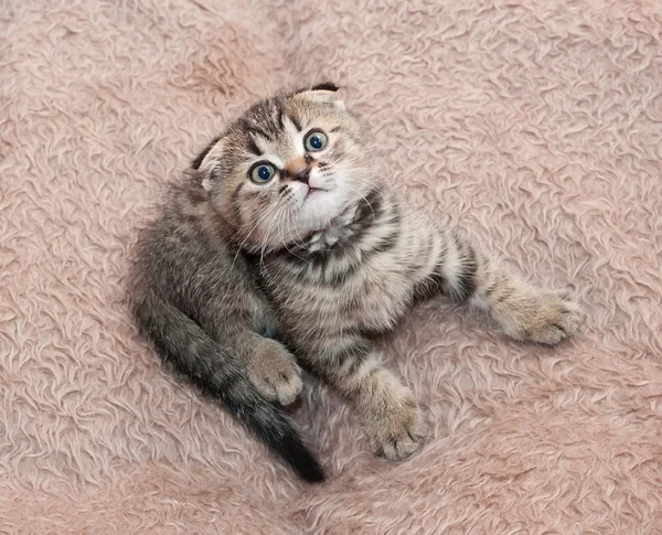 Pequeño tabby gatito escocés doblez sentado, mirando hacia arriba —  Fotos de Stock