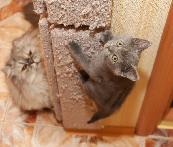 Brytyjski niebieski kotek wspina się drapanie wysłać pocztą Zdjęcia Stockowe bez tantiem