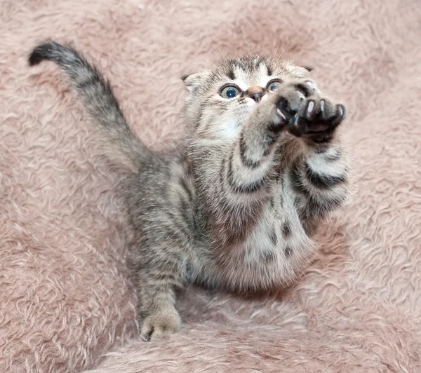 Маленький тэбби-котенок Скоттиш-Фолд прыгает вперед, растягивая ноги Лицензионные Стоковые Фото