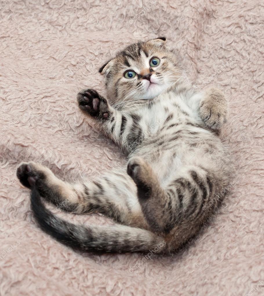 petit chaton tigré scottish fold est retombé, avant la patte levée — Photographie darzyhanna