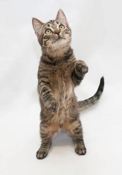 Табби-кот с желтыми глазами, стоящий на задних ногах — стоковое фото