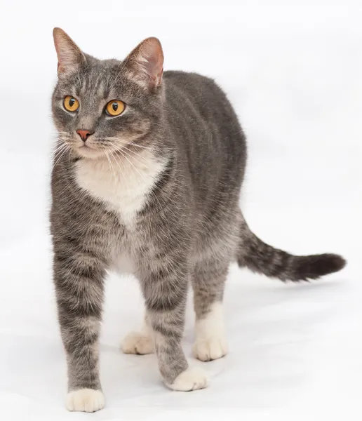 Gris gato tabby con naranja ojos de pie — Foto de Stock