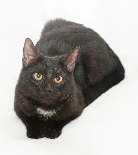 Gato negro con ojos amarillos y mancha blanca en el pecho es lookin — Foto de Stock