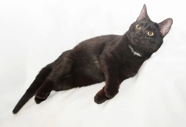 Gatto nero con occhi gialli e macchia bianca sul petto è alla ricerca — Foto Stock