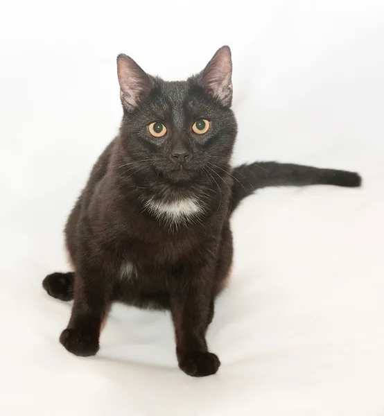 Gato negro con ojos amarillos y mancha blanca en el pecho sentado l — Foto de Stock