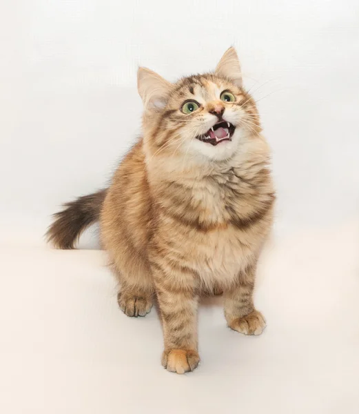 Tricolor fluffy kitten meows and stands — Stock Photo, Image