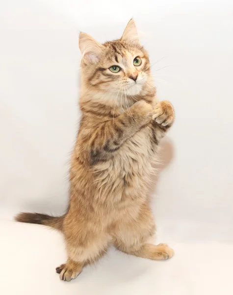 Tricolor fluffy kitten standing on hind legs looking suspiciousl — Stock Photo, Image